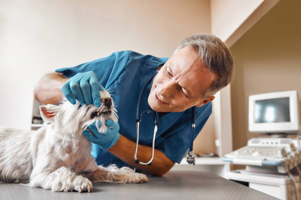 Best Broken or Cracked Tooth Emergency Dentist in Crump, TN